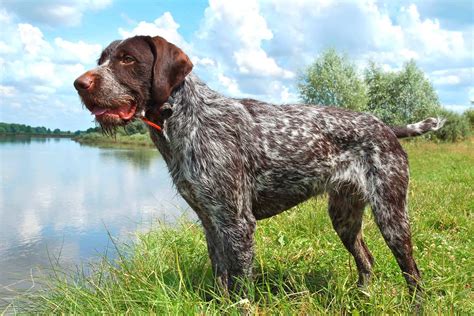 Bear Hunting Dogs: 12 Dog Breeds Bred to Hunt Bears