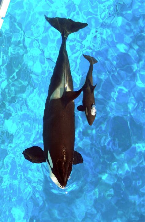 Baby orca! | Whale, Orca whales, Killer whales