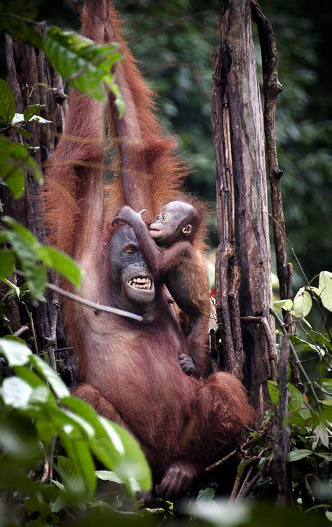 KyleMerriman.com | Borneo Wildlife