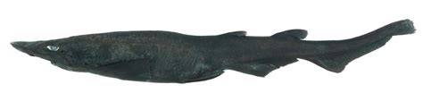 Meet the demon catshark, a new deep water dwelling species with ghostly ...