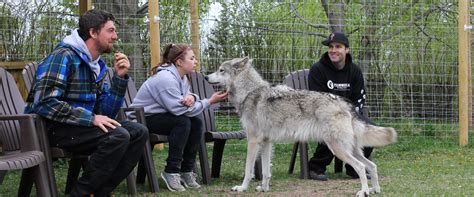 Wolf Dog Sanctuary Yamnuska - Discover Banff Tours