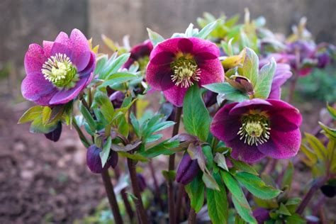 Tips on Growing Hellebore (Care Guide) - Garden Lovers Club