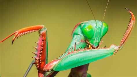 Watch Praying Mantises - The Kung Fu Killers of the Insect Kingdom | Prime Video