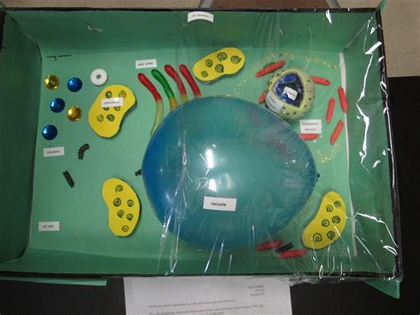 Plant cell in a box, 2014. | Plant cell project, Cells project, Cell model