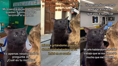 El ORIGEN del meme del gato negro aburrido que se ha hecho viral en redes sociales | Petlife