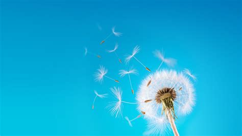 Blowing Dandelion Wallpaper (71+ images)