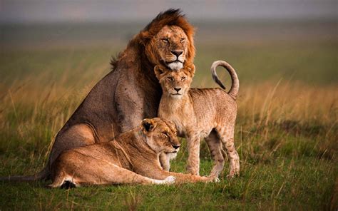 Free photo: Lion Family - Animal, Family, Jungle - Free Download - Jooinn