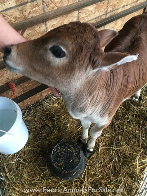 Baby Zebu Bull for Sale