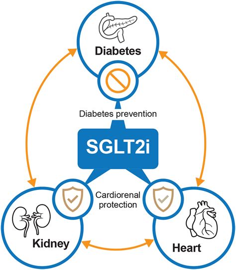 The potential interplay between SGLT2 inhibitors, diabetes, kidney, and... | Download Scientific ...