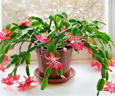 How to Prune Christmas Cactus? - GardenZoo