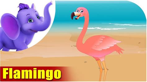 Flamingo | Song on birds | 4K | Appu Series - YouTube