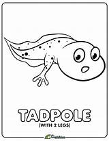 Tadpole Coloring Page sketch template