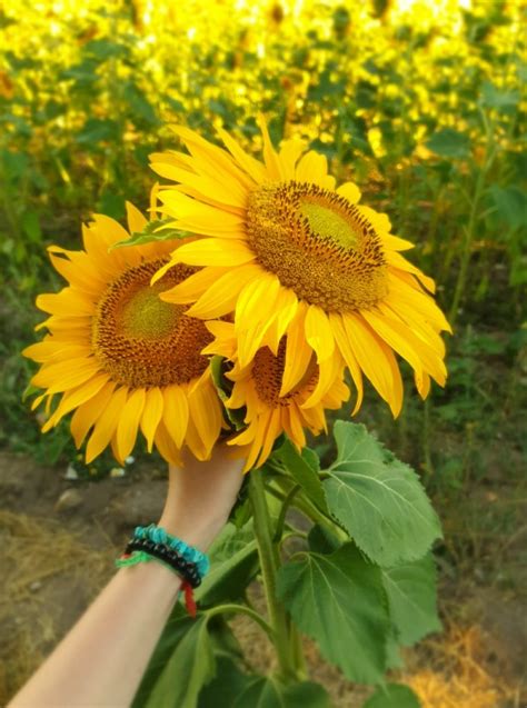 Bunch of Sunflowers - Norfolk Veg Box