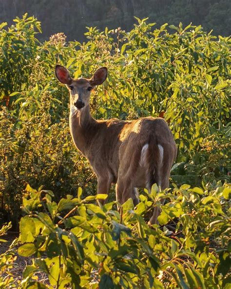 Shenandoah National Park Wildlife Viewing | The National Parks Experience | Animals, Baby ...