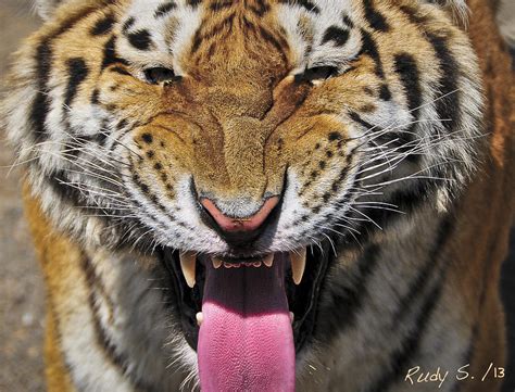 Mad Tiger Photograph by Rudy Sanchez