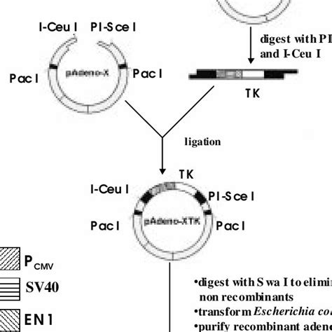 Northern analysis of thymidine kinase (TK) gene expression in ...