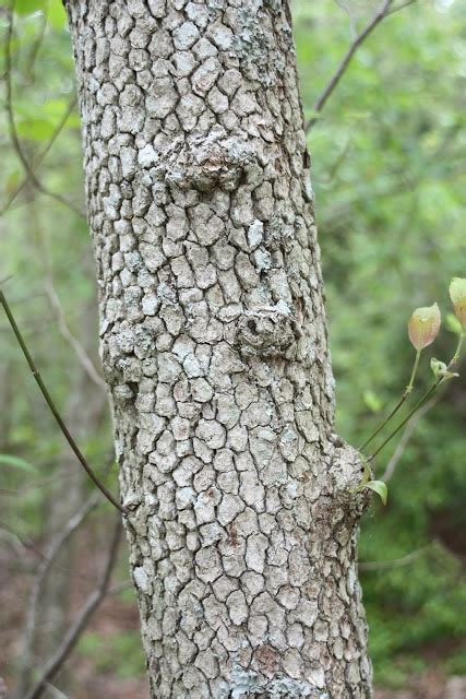 Maryland Biodiversity Project - Flowering Dogwood (Cornus florida)