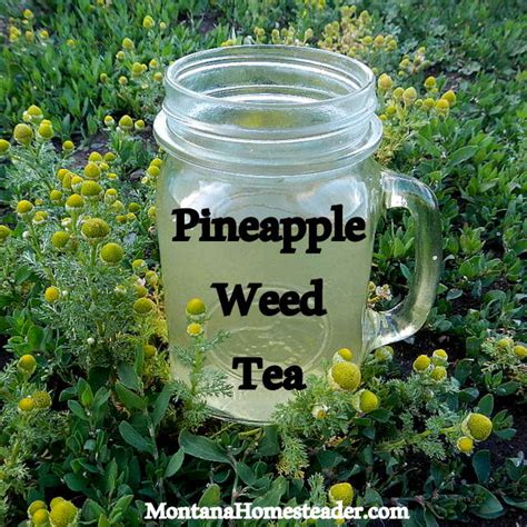 Pineapple Weed Tea