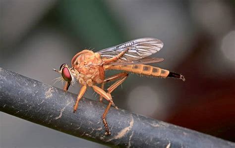 Hendersonville Homeowners' Handy Guide To Phorid Fly Control