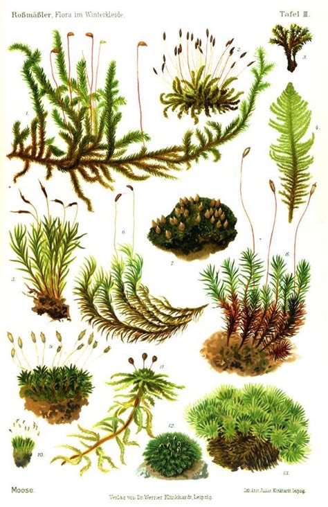 Moss Flora, Ferns Moss, Botanical Illustration, Moose Moss, Botanical Drawing, Moss Garden ...