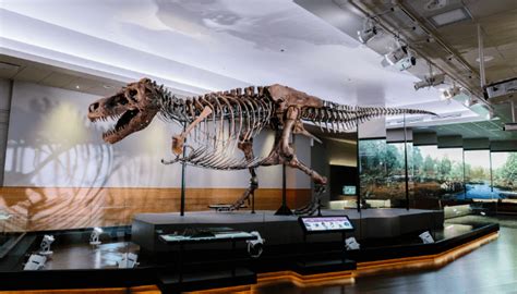 Success Story | Replacing a Dinosaur of a System—The Field Museum’s Evolution - JCA