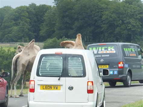 Longleat Safari Park - 01.08.2015 | Safari Drive Through ...