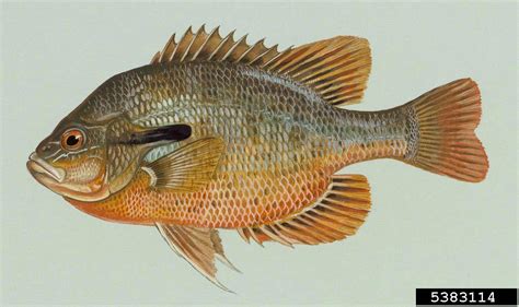 redbreast sunfish (Lepomis auritus)