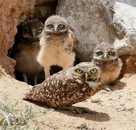 Burrowing owl family | Burrowing owl, Owl facts, Owl