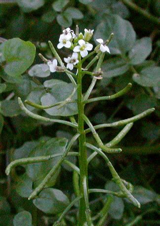 Watercress (Rorippa nasturtium-aquaticum) in Ontario