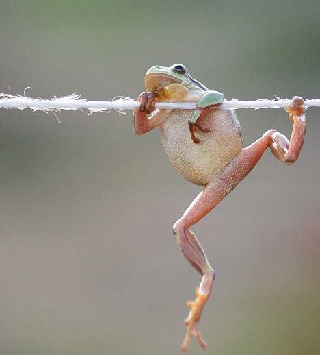 Frogs can jump so high because their legs are 'like springs' - still no word on why the French ...