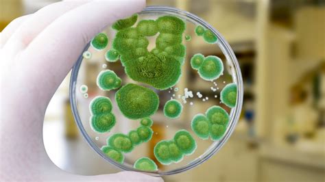 Mold that led to penicillin discovery revived to fight superbugs | Live ...