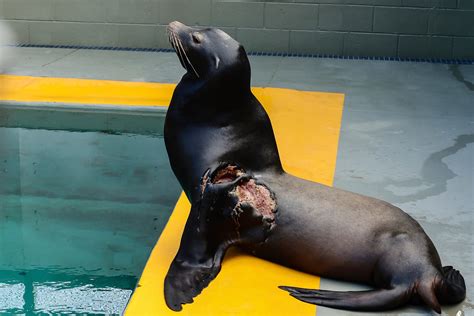 Young sea lion recovers from shark bite, returns to…