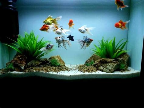 goldfish aquarium design - Google Search … | Goldfish tank, Fish aquarium decorations, Goldfish ...