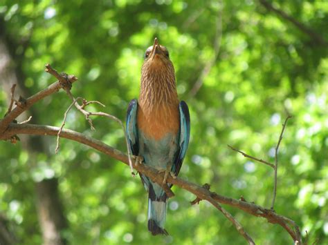 neelkanth bird wallpaper,bird,beak,branch,wildlife,robin (#370355) - WallpaperUse