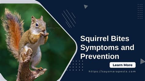 Squirrel Bites - Symptoms and Prevention