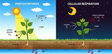 Diagram showing cellular respiration and photosynthesis 7091955 Vector Art at Vecteezy