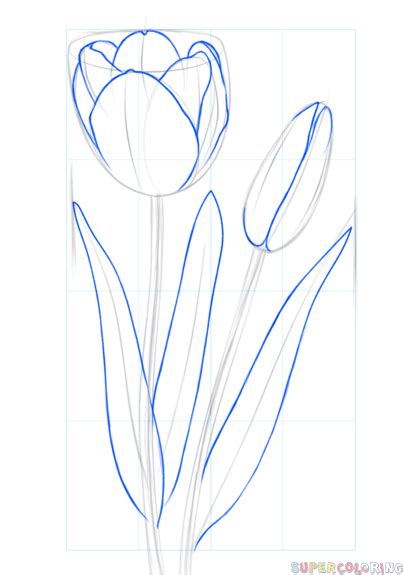 How to draw a tulip | Step by step Drawing tutorials in 2021 | Tulip ...