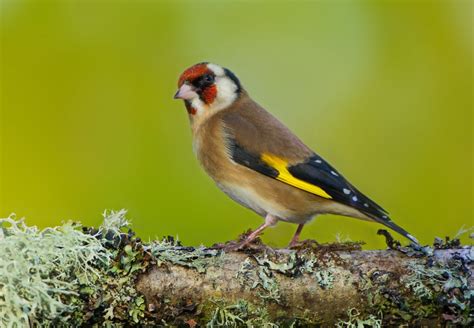 Couple of British finches - Wildlife and General Photography - The ...