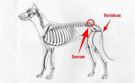 What Is A Dog Tail Made Of