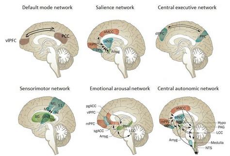 Insula Brain Model