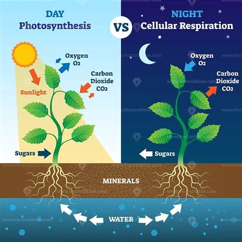 Photosynthesis and cellular respiration comparison vector illustration ...