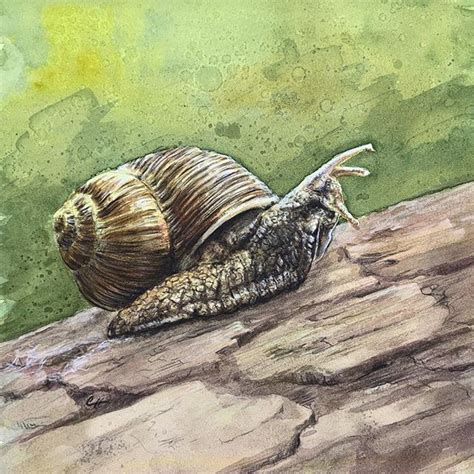 Quite possibly a racing snail! #snailart #snails #watercolor with #charcoalpencil #generalpencil ...