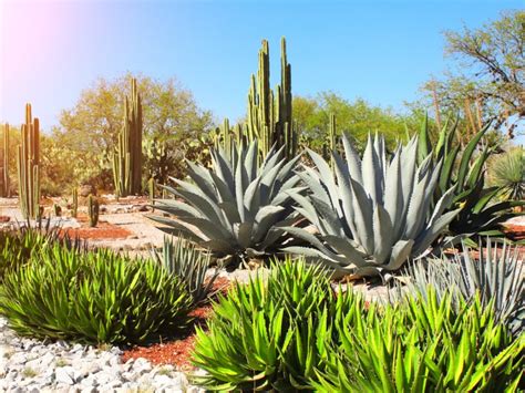 What Are Xerophytes - Types Of Xerophytic Plants For The Garden