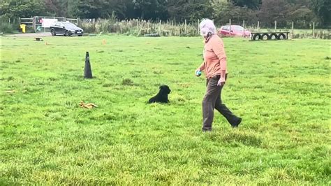 Steadiness exercises with distractions - at our Pet Gundog Class in Lancs - YouTube