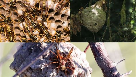 Hornet Nest Vs Wasp Nest – Differences You Never Knew