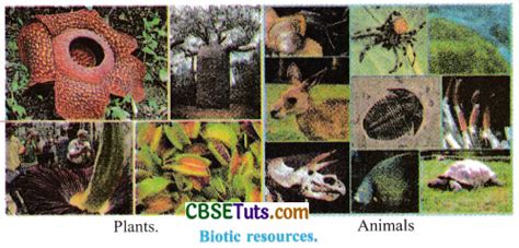 Biotic Resources - Definition and Examples - CBSE Tuts