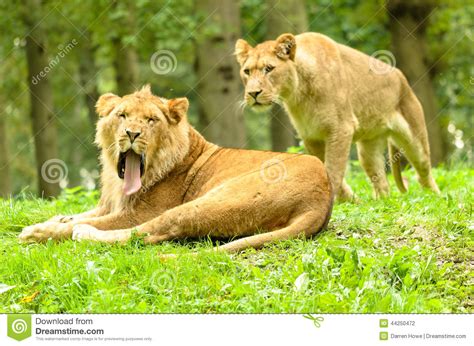 African Lion Yawn stock photo. Image of animals, preditor - 44250472