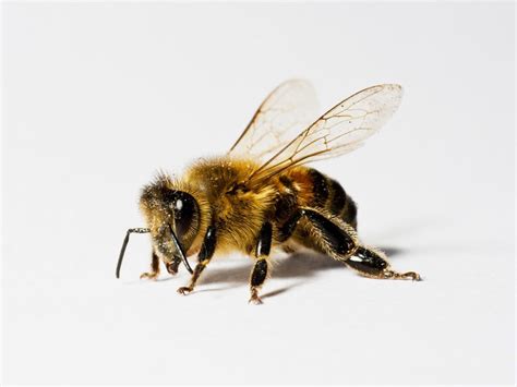 World’s largest bee rediscovered after 38 years