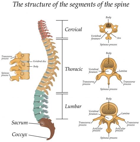 Spinal Anatomy - D Spine Clinic - We Align Your Spine