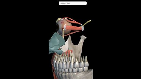 Extraocular Muscles 3D Anatomy | Recti & Oblique Muscles of eyeball | Annulus Of Zinn | Eye ...